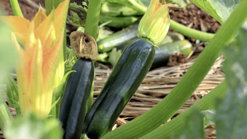 Pick courgettes when they reach around 15cm or they&#39;ll just grow into tasteless, watery marrows 