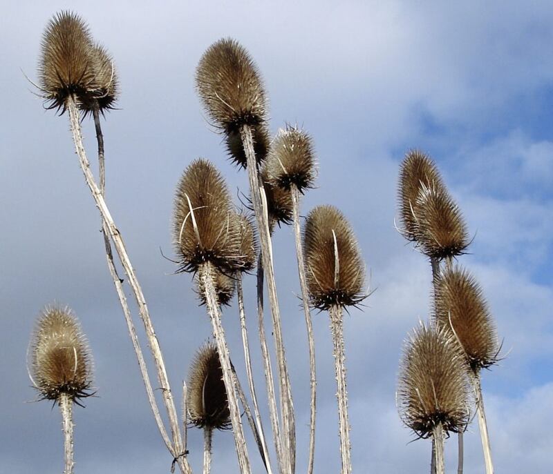 Teasel will remain upright throughout winter  