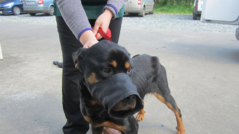 Titch the Rottweiler was found seriously underweight