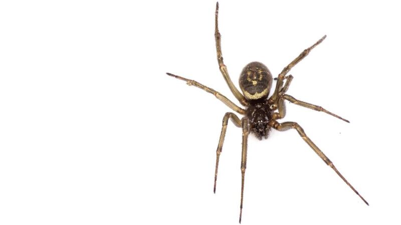 A false widow spider &ndash; there are six types in the UK &ndash; is about the size of a 50p coin 