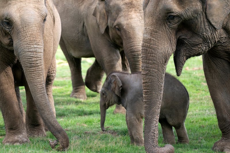 Elephant calf at ZSL Whipsnade Zoo