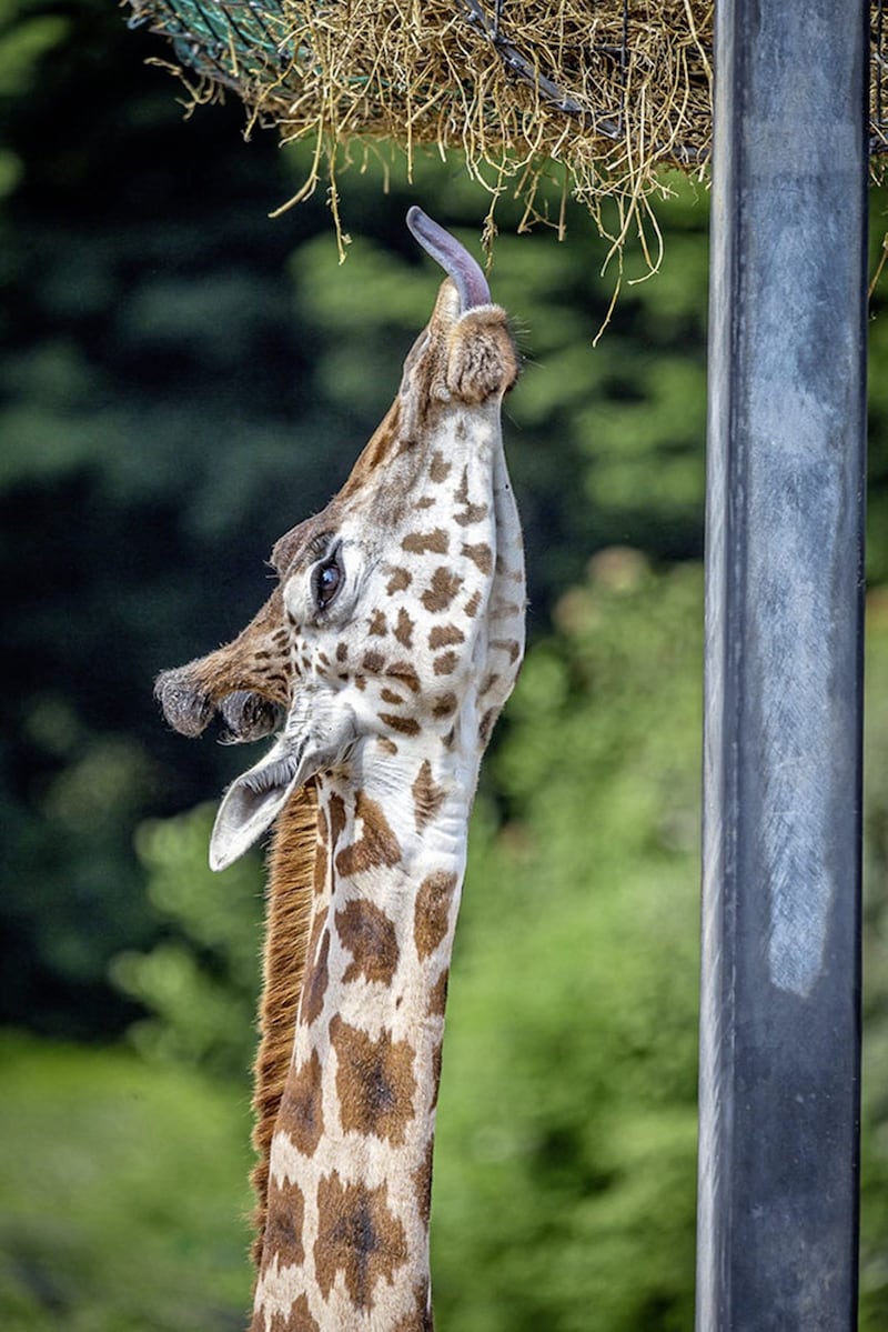 Rothschild&#39;s Giraffe by Vittorio Silvestri. One of the prize-winning snaps entered in the Belfast Zoo&rsquo;s annual photographic competition 