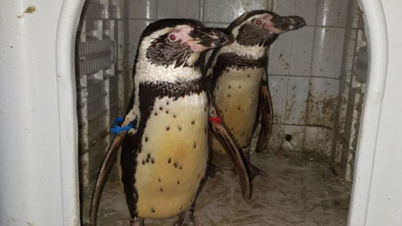 Nottinghamshire Police ‘put their beak in’ to help recover the stolen penguins.