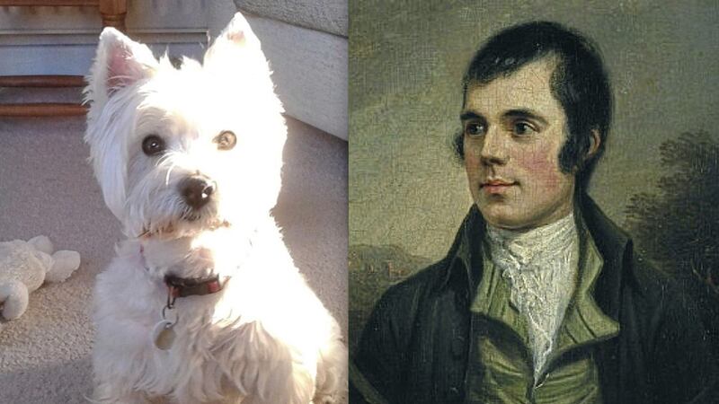 Robbie the West Highland White Terrier and Robbie Burns, national poet of Scotland 