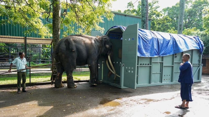 The elephant is waiting to be airlifted to Thailand (Eranga Jayawardena/AP)