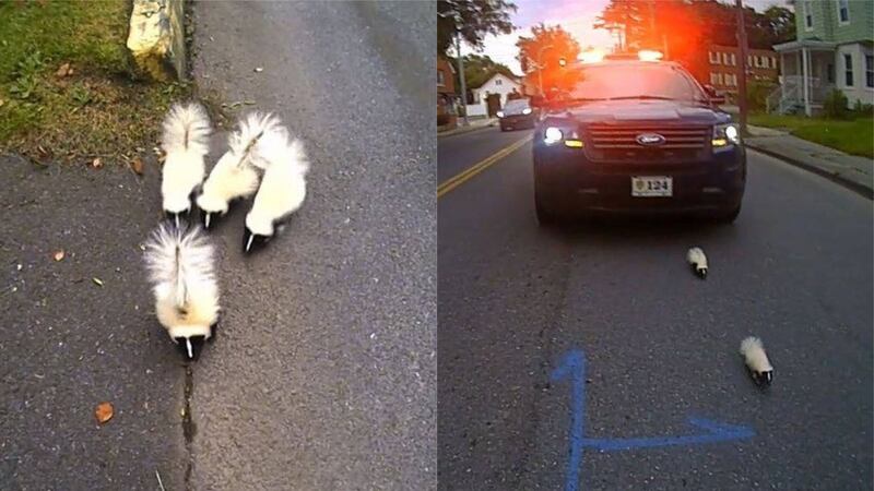 Officers at Kingston Police Department rescued a group of skunks after their mother was hit by a car.