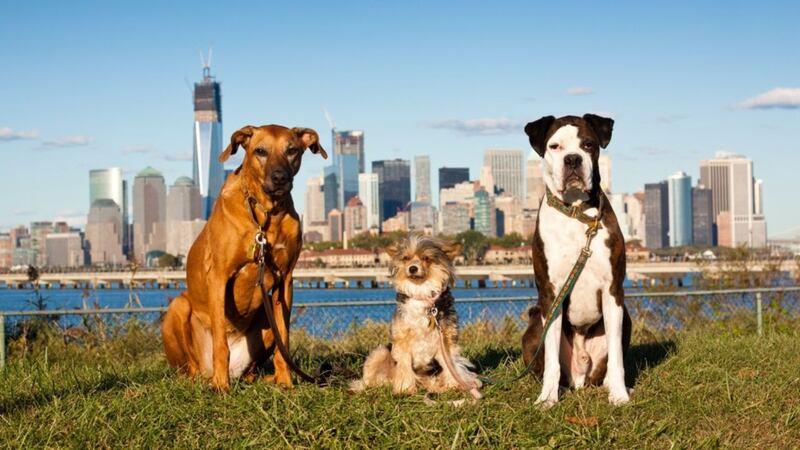 There are 46 canine Bernies in New York – who knew?