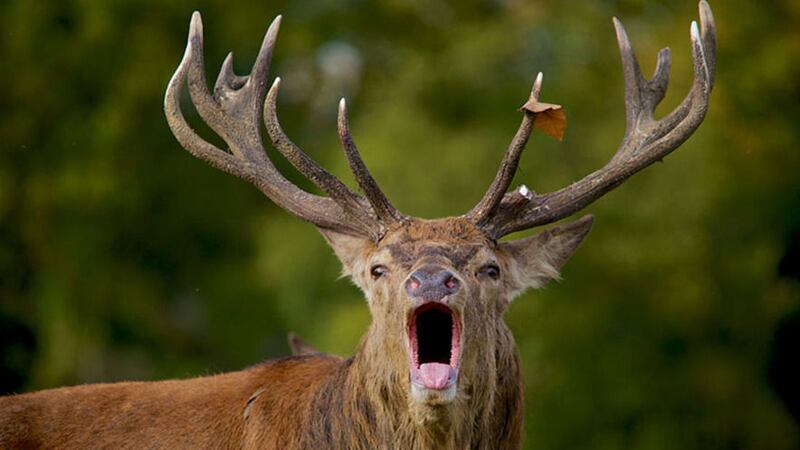 A wild stag was shot dead after narrowly missing motorists while &quot;running wild&quot; in east Belfast