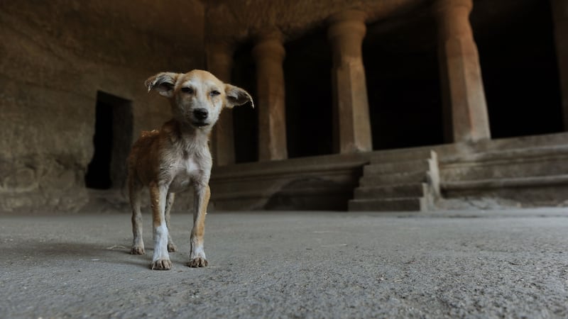 New research suggests untrained stray dogs can understand human pointing gestures.
