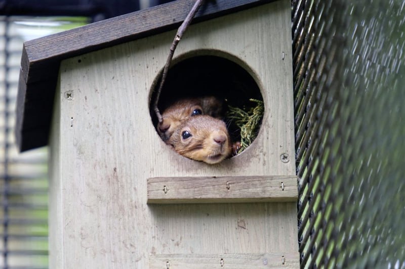 St Francis&#39; Primary School&#39;s red squirrel sanctuary. Picture by Mal McCann 