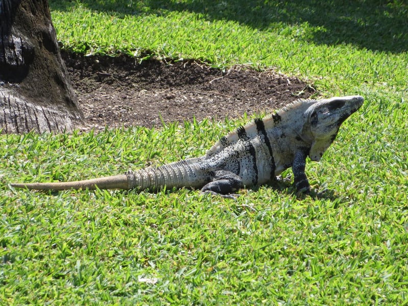 Spiny iguana.