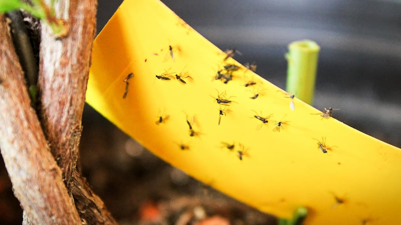 It’s easy to keep fungus gnats away from houseplants by using yellow sticky tape
