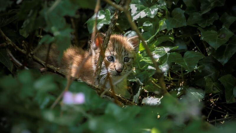 The picture of the lynx was taken at Bristol’s Wild Place Project and is believed to be a member of the first litter born in the UK this year.