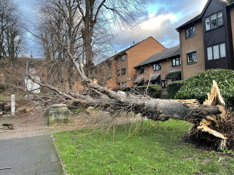 A tree blown over by the wind in Tooting, south-west London