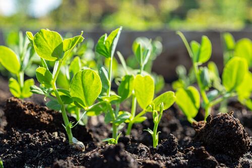 Get planning and start planting - Nutrition