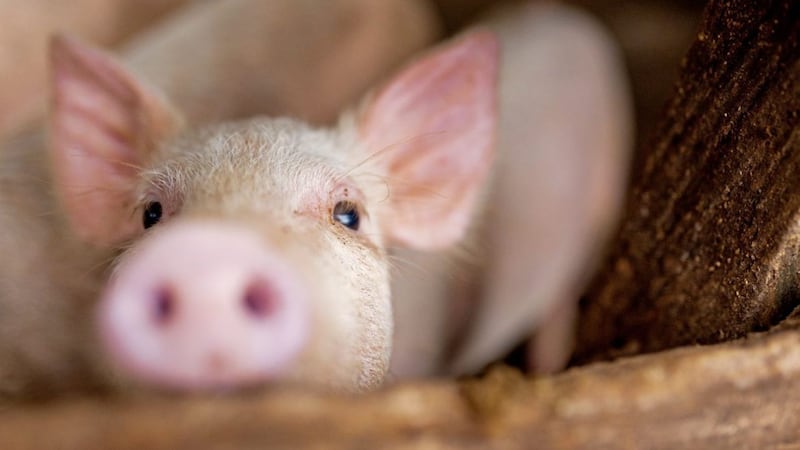 close up of cute pink pig in wooden farm with black eyes looking in camera 