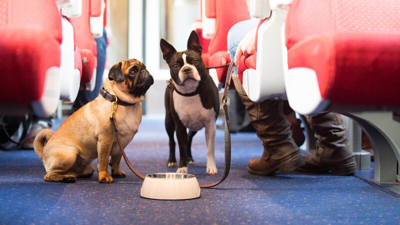 The train operator is introducing dog treats to some services and has produced a guide to travelling with pets.