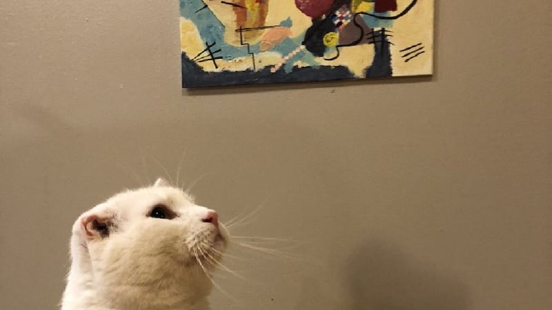 Quinton Jones has created a duplicate artwork of Wassily Kandinsky’s Yellow-Red-Blue near the floor for his cat Snowball.