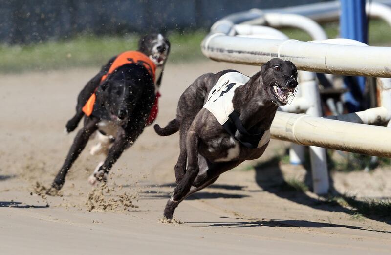 Greyhoung racing