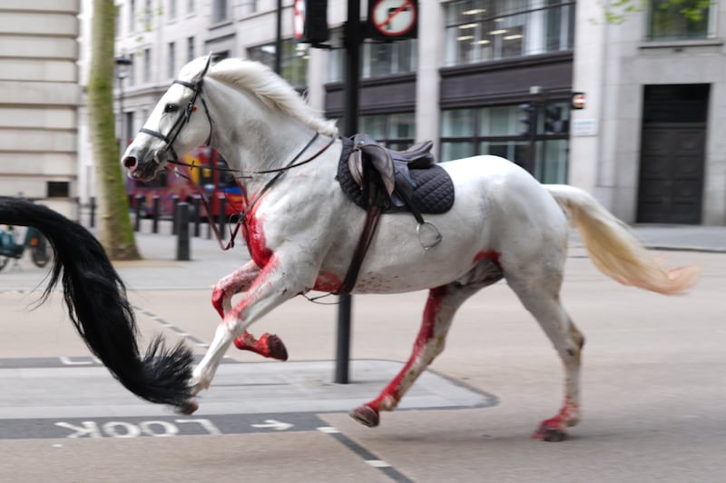 Two of the animals, a black horse and a white one drenched in blood, were seen galloping through central London