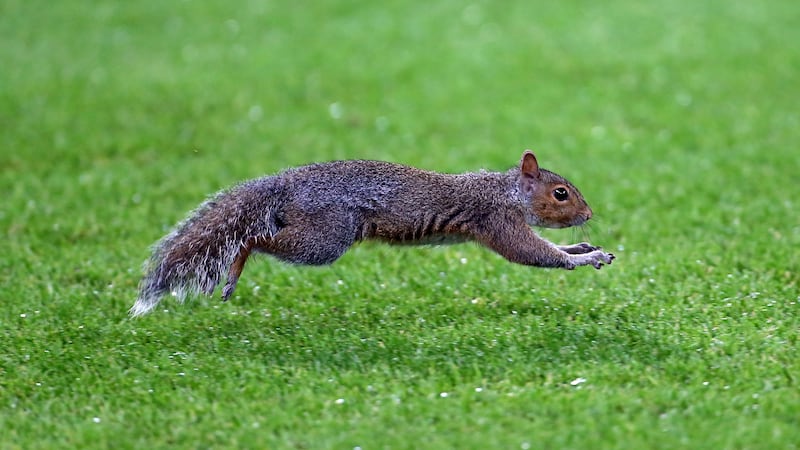 The rodent gave the Manchester City ground staff a run for their money.