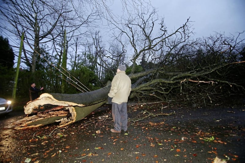A large tree pulled down power lines and caused damage to homes in New Forge Lane in south Belfast Picture Mal McCann. 