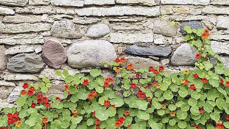 Nasturtiums have edible peppery-tasting flowers that are great for decorating summer salads 