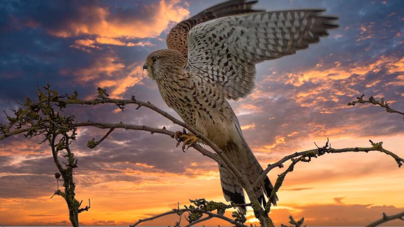 The peregrine falcon (Falco peregrinus) is the fastest animal on the planet