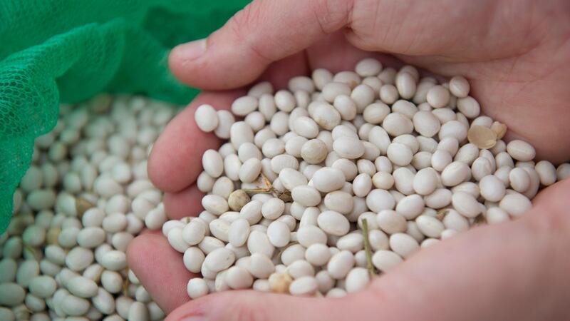 A new white haricot bean called Capulet has been developed by researchers at the University of Warwick’s Crop Centre.