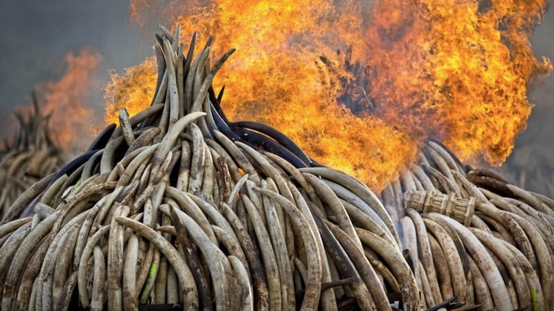 A leading elephant conservation group says the price of ivory in China has dropped as the country moves toward a ban on the legal trade this year 