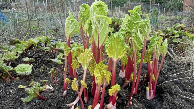 Growing rhubarb from seed is the cheapest method 