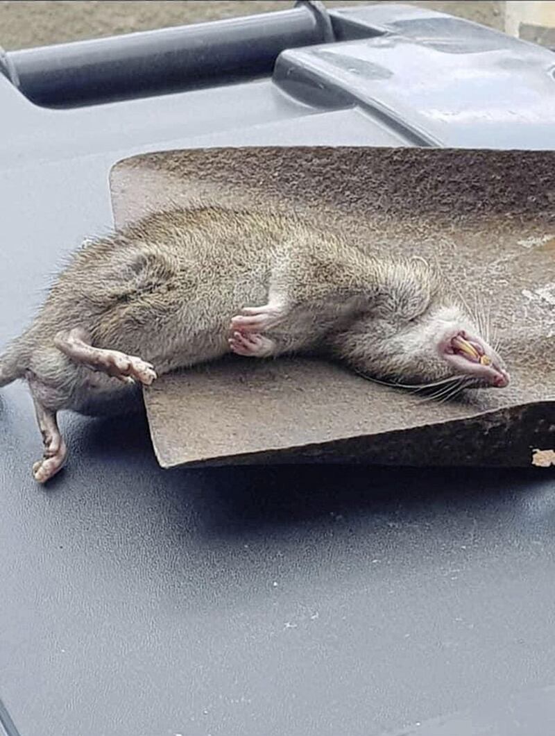 A large rat photographed by a resident who lives near the site of a suspected illegal dump in the Edenderry industrial estate. 