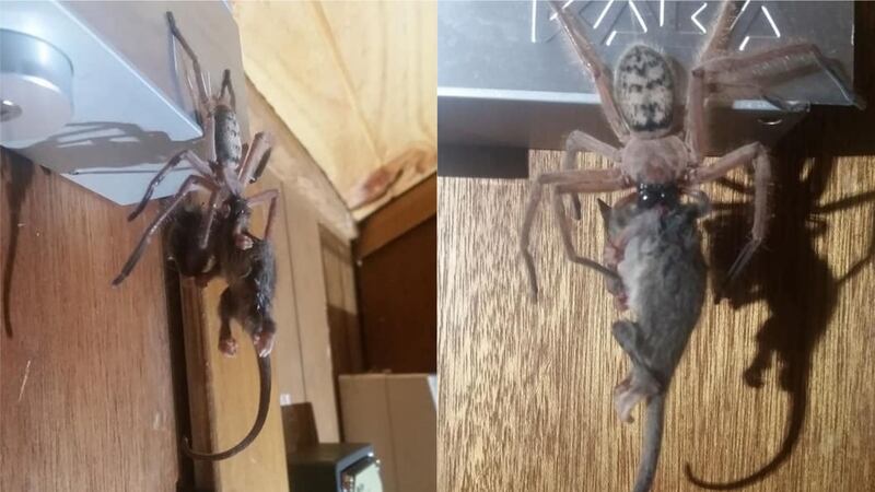A huntsman spider was spotted snacking on the world’s smallest possum.