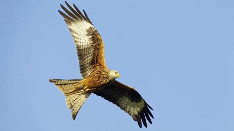 Red kites were re-introduced into Northern Ireland almost a decade ago. Picture by Ben Hall/rspb-images.com 