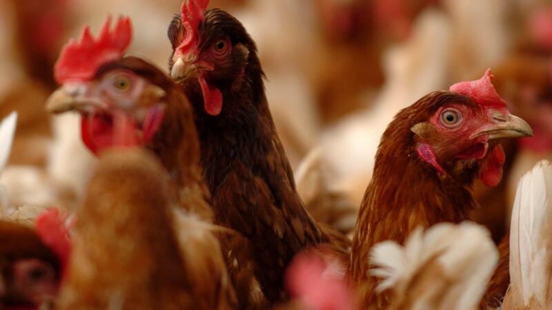 Quarantined birds in Lancashire have been culled following confirmation of the H7N7 strain of bird flu
