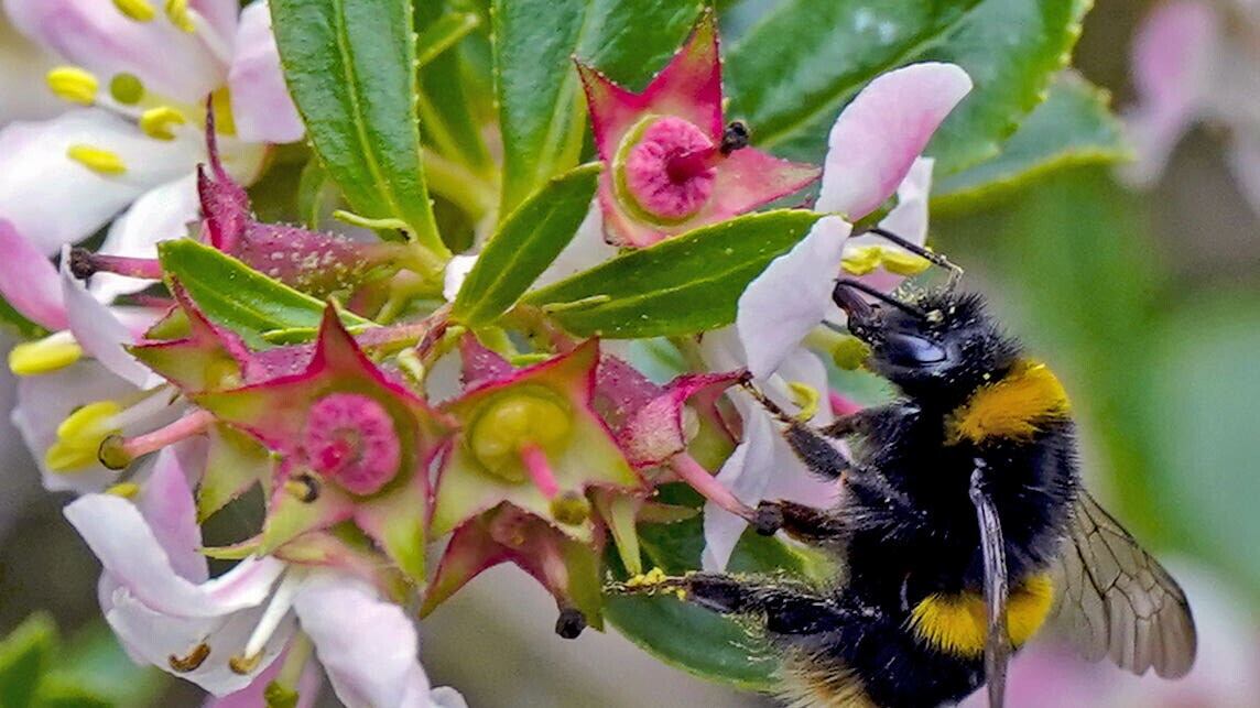 The researchers said their findings could have implications for pollination and conservation strategies for bees and plants.