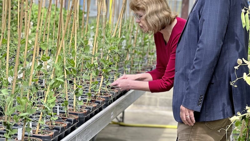 Inspecting the new pea crop are Germinal&#39;s Paul Billings with Professor Claire Domoney from Aberystwyth University 