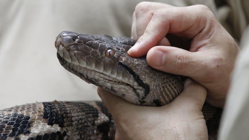 Officers have spoken with the reptile’s owner.