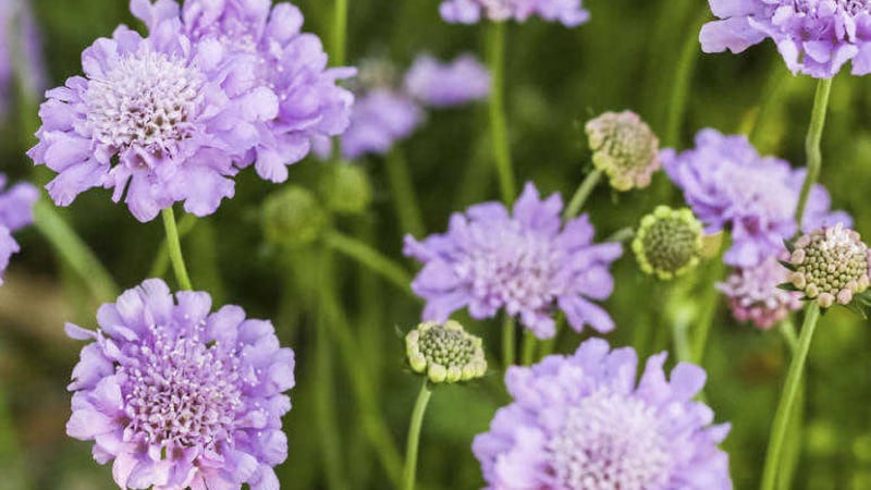 Scabiosa &ndash; a wildflower garden doesn&#39;t mean sitting back and letting things &#39;grow wild&#39;; it&#39;ll take work, just of a different sort 