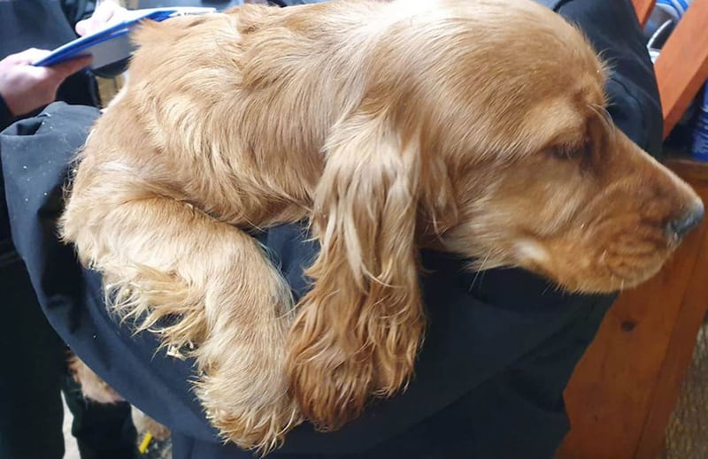This Cocker Spaniel was among the 31 dogs rescued by police in Mid Ulster