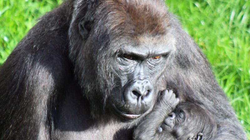 Olivia, a critically endangered Western lowland gorilla has been born at Belfast Zoo 