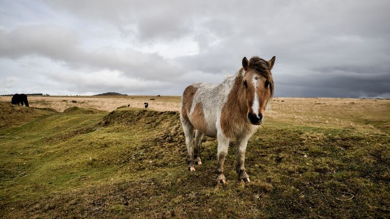 Dartmoor National Park, designated in 1951, covers a 368-square mile area (Ben Birchall/PA)