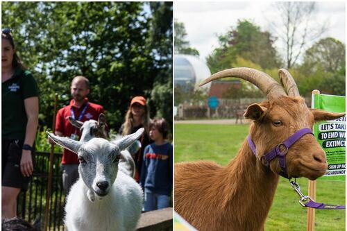 Goats from ZSL conservation zoos to race each other in charity challenge