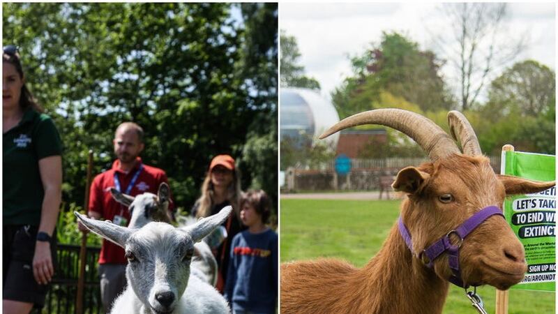 Goats from different ZSL zoos are to compete in a fundraising challenge (ZSL/PA)