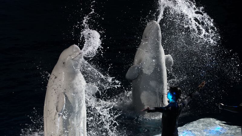 Two female belugas will travel from China to the sanctuary in Iceland after a training programme to get them ready for the move and their new life.