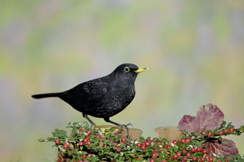 A blackbird in a winter garden. Picture by Ray Kennedy 