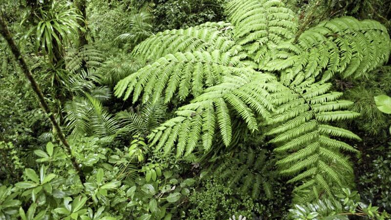 Tree ferns can grow up to 15 metres high in tropical regions but were twice that size in prehistoric times 