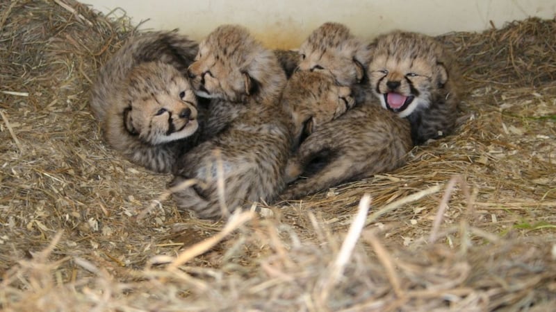Ten cubs are joining the ranks at the Smithsonian Conservation Biology Institute.