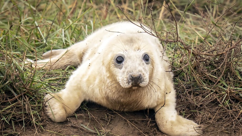 Baby seals, knows as pups, were seen sticking close to their mothers at the Donna Nook National Nature Reserve in Lincolnshire.