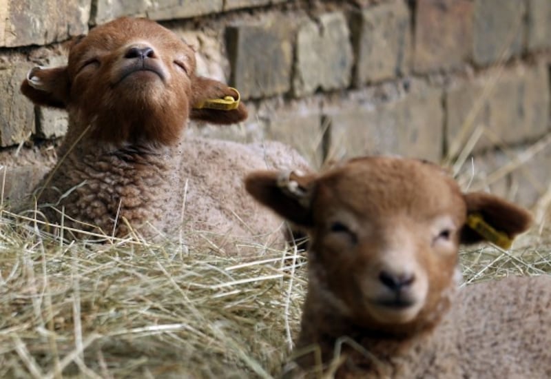Newborn lamb.